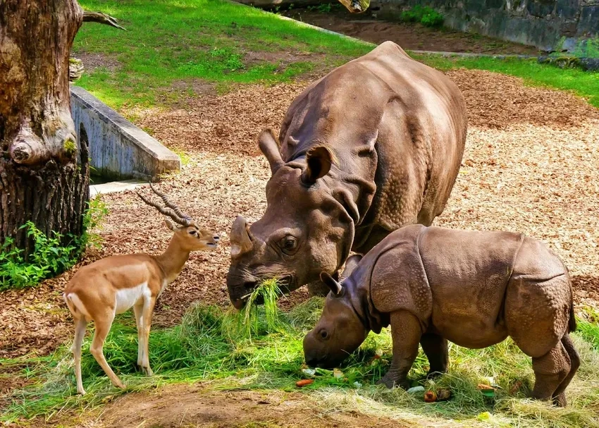 Đặc điểm tê giác châu Á và châu Phi khác nhau