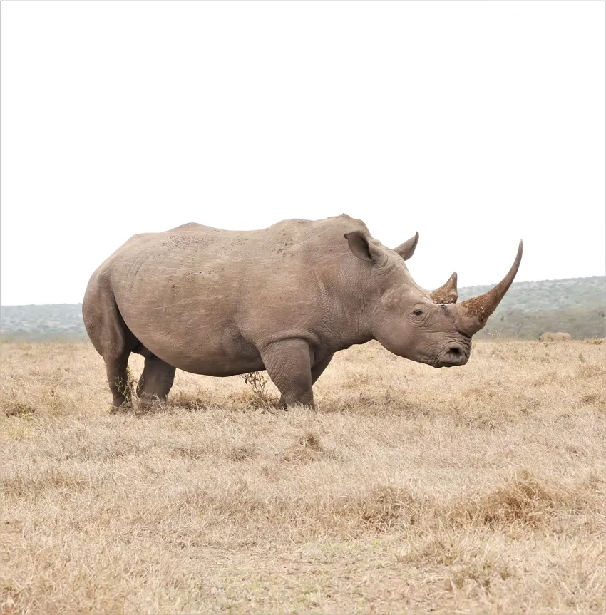 Tê giác châu Á có sừng nhỏ hơn châu Phi