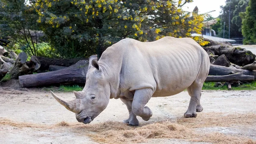 Tê giác một sừng độc đáo giữa thiên nhiên