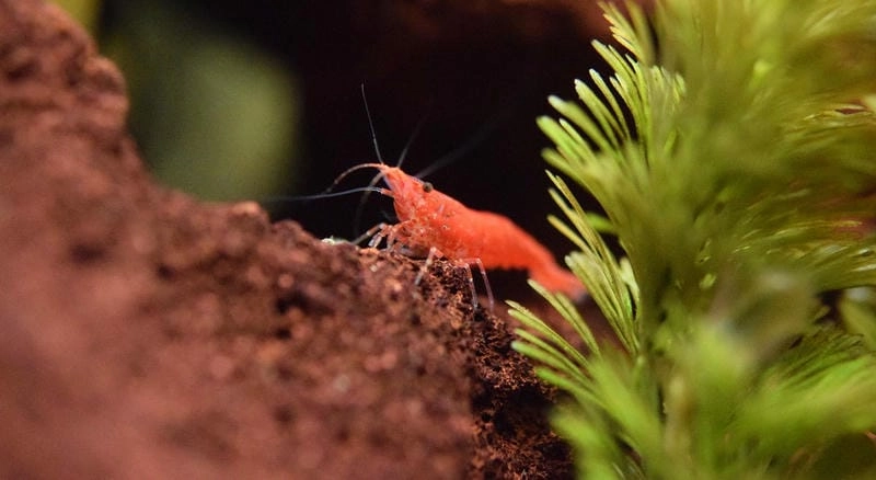 Tép cherry nhỏ nhắn tạo điểm nhấn sinh động