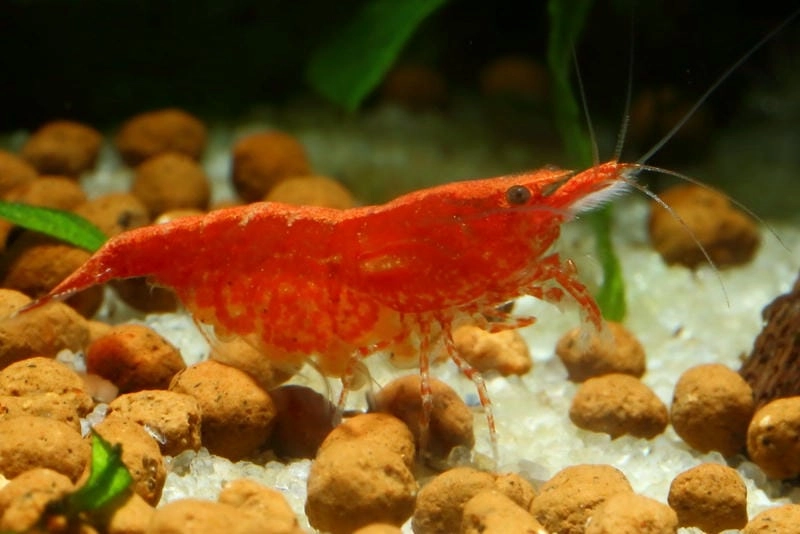 Bể tép cherry được setup gọn gàng đẹp mắt