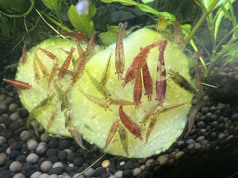 Tép cherry sinh sản nhanh khi môi trường ổn