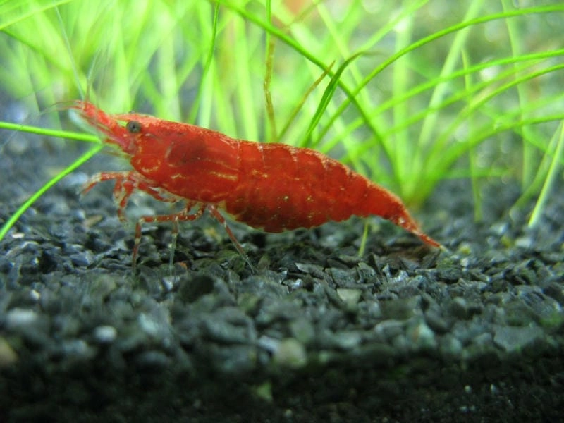 Hình ảnh tép cherry sống động trong bể kính