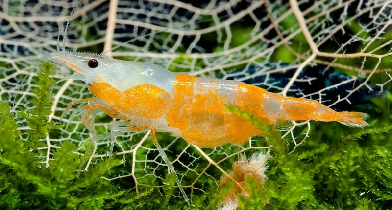 Tép Rili nổi bật với màu sắc trong suốt cuốn hút