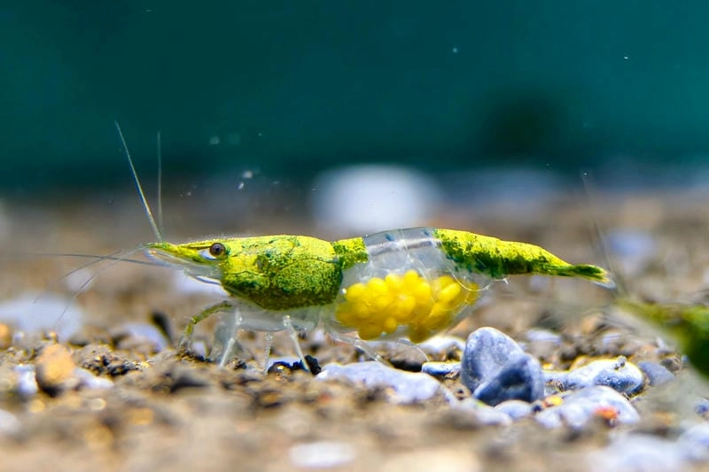 Nuôi tép Rili mang lại thú vui thủy sinh nhẹ nhàng