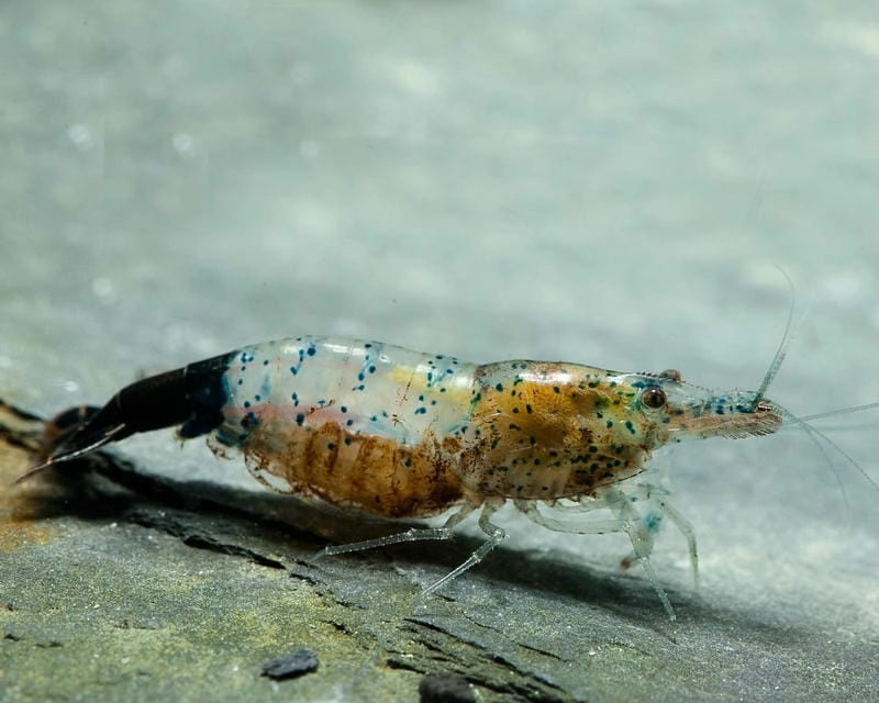 Cách nuôi tép Rili đơn giản phù hợp người mới