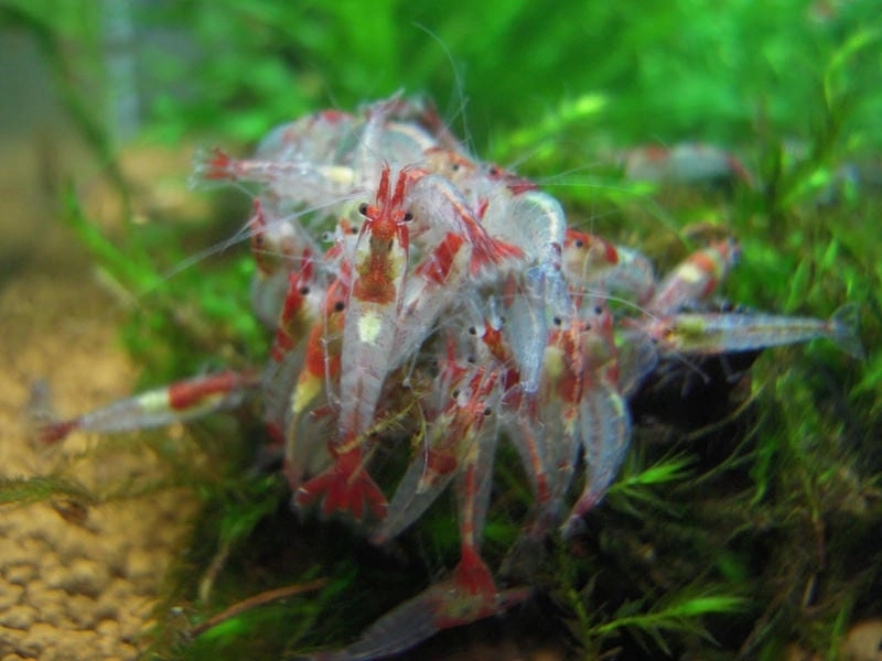 Hồ nuôi tép Rili cần bố trí cây và nền phù hợp