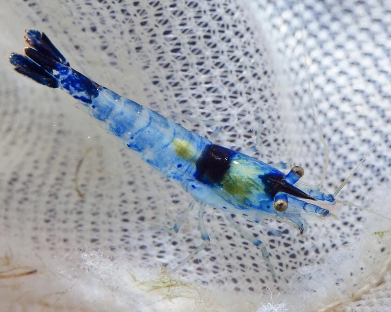 Thức ăn tép Rili đa dạng từ cám đến rêu tảo