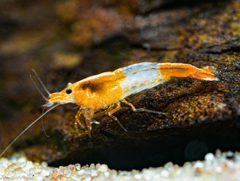 Tép Rili ăn gì là câu hỏi người chơi thường gặp