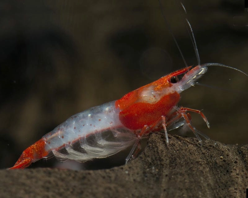 Tép Rili sinh sản tốt trong môi trường ổn định