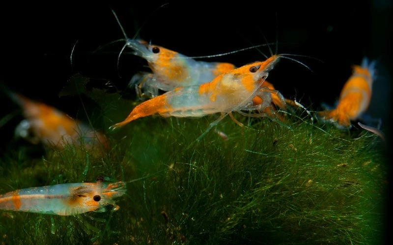 Nguồn gốc tép Rili xuất phát từ lai tạo cảnh