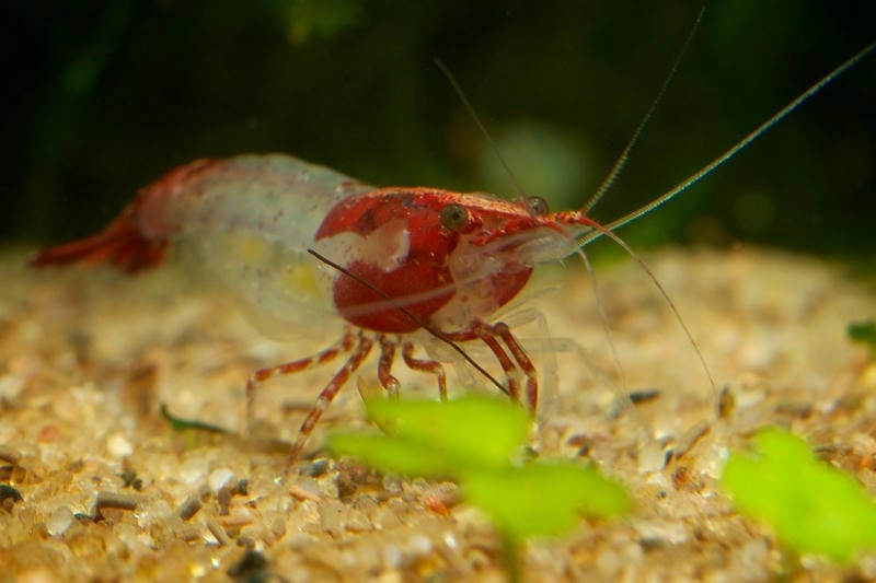 Ảnh tép Rili đẹp ghi lại khoảnh khắc sinh động