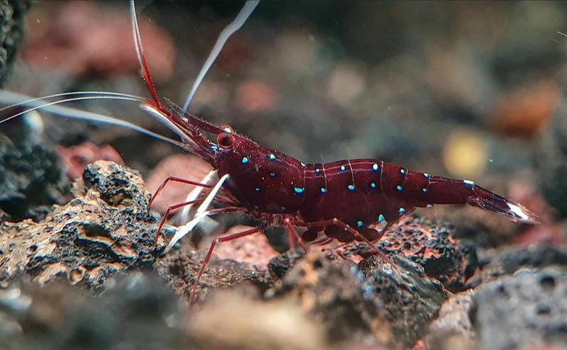 Hồ tép Sulawesi mang vẻ đẹp sang trọng hiếm gặp