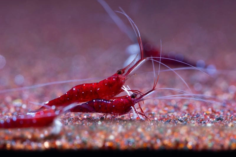 Đặc điểm tép Sulawesi màu tương phản rất cuốn hút