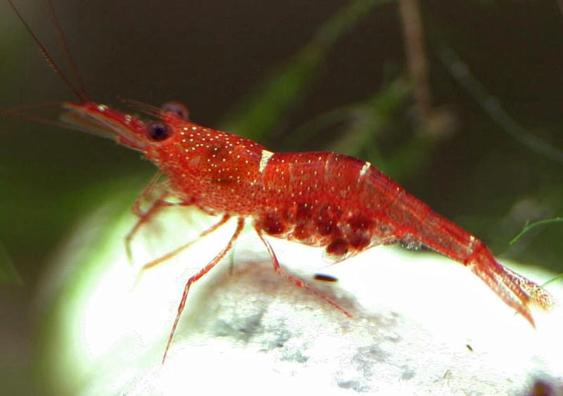 Các loại tép Sulawesi đa dạng dòng và màu sắc