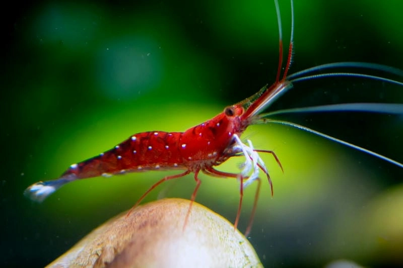 Nguồn gốc tép Sulawesi đến từ đảo cổ Indonesia