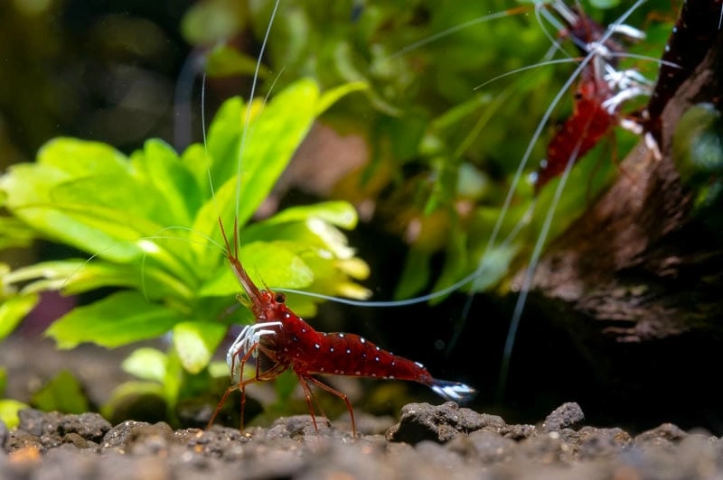 Tép Sulawesi sinh sản chậm nhưng ổn định