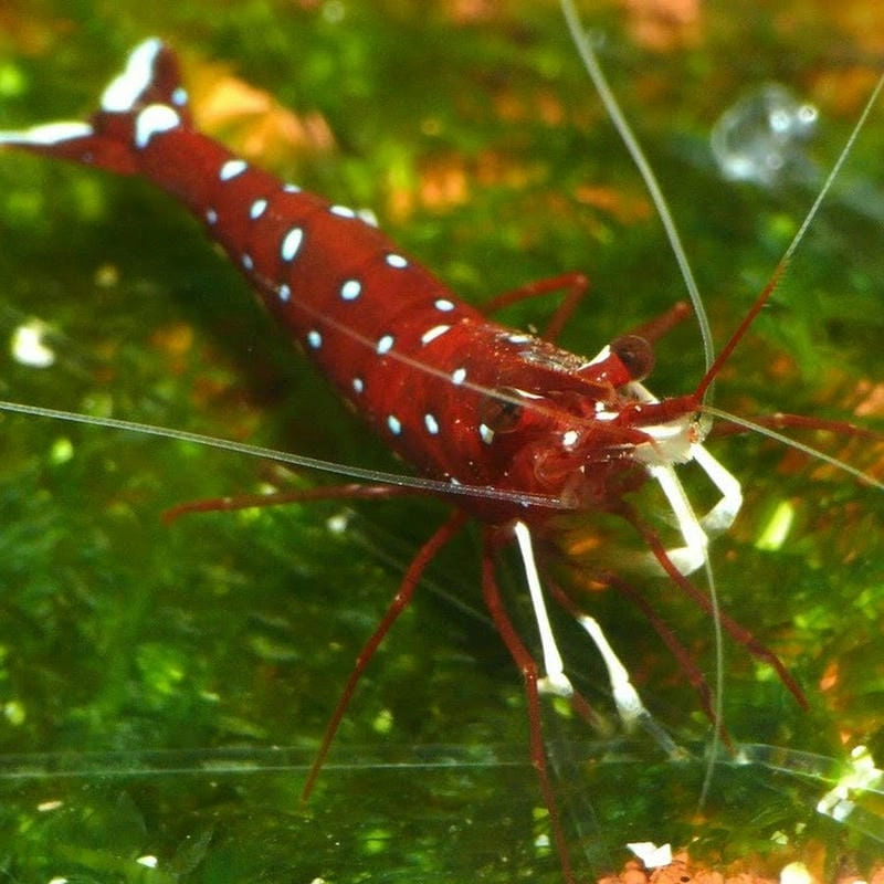 Setup hồ tép Sulawesi quyết định tỷ lệ thành công