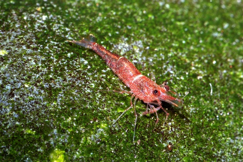 Tép Sulawesi mini phù hợp hồ nhỏ tinh tế