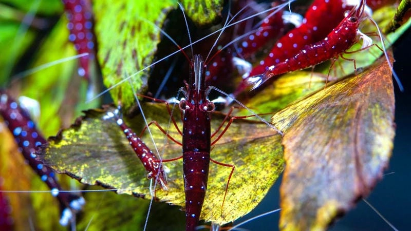 Ảnh tép Sulawesi đẹp ghi lại màu sắc hiếm