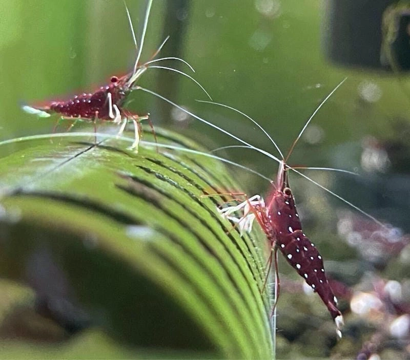 Tép Sulawesi wiki cung cấp thông tin khoa học