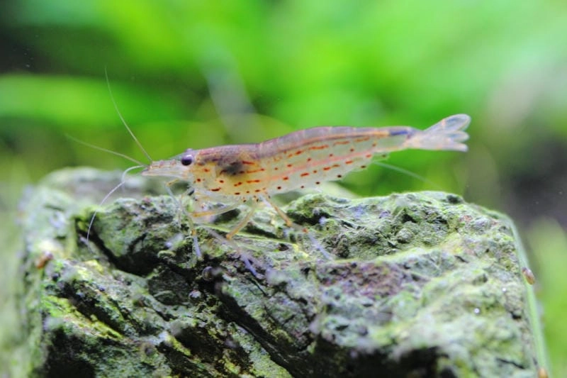 Tép yamato nổi tiếng khả năng dọn rêu hiệu quả