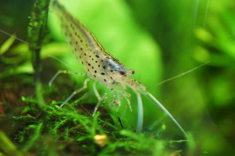 Tép Yamato là gì được nhiều người mới tìm hiểu