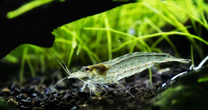 Tép Yamato sinh sản cần môi trường đặc biệt