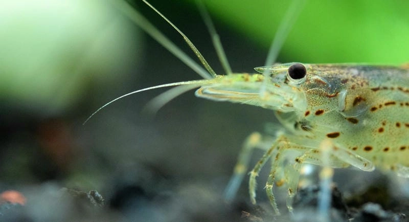 Tuổi thọ tép Yamato khá cao khi chăm đúng