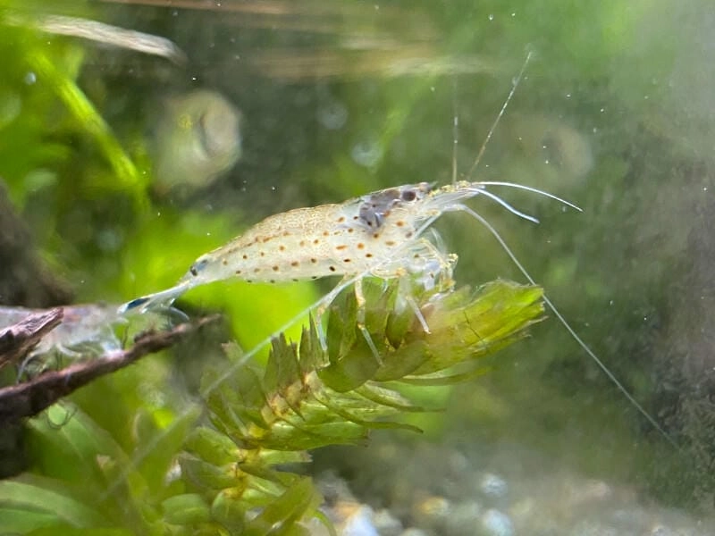 Tép Yamato nước lợ giai đoạn sinh sản