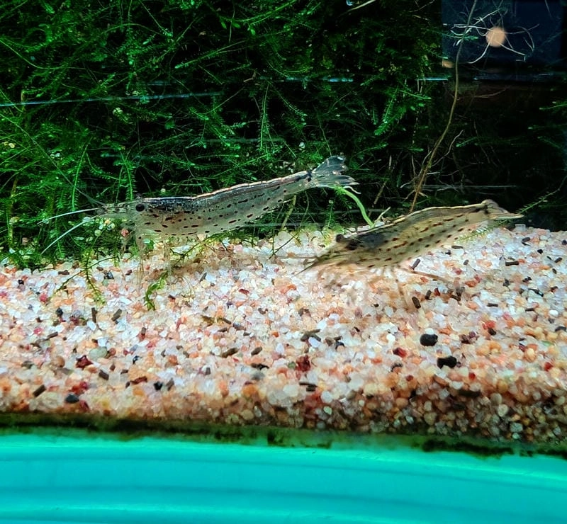 Tép Nhật Bản nổi bật vai trò vệ sinh hồ