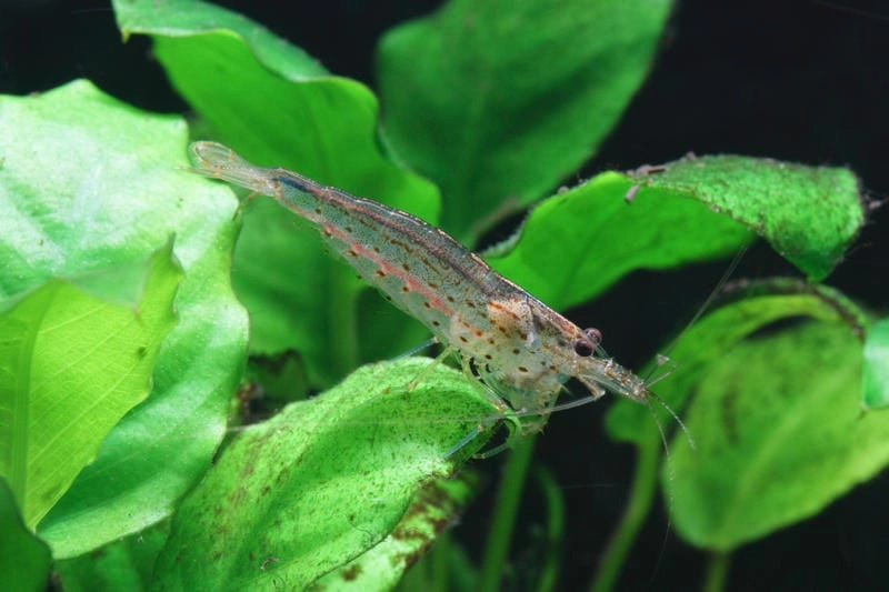 Hình ảnh tép Yamato rõ nét trong bể kính