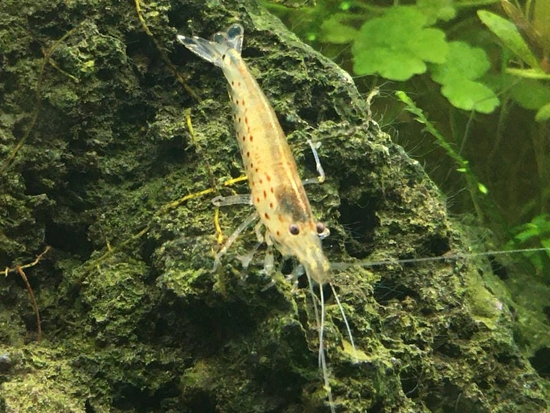 Ảnh tép Yamato đẹp ghi khoảnh khắc tự nhiên