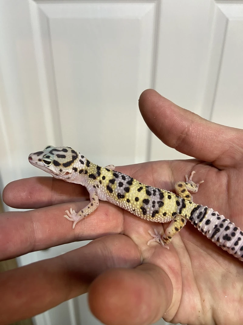 Khám phá thằn lằn da báo cảnh đẹp mắt và sinh động