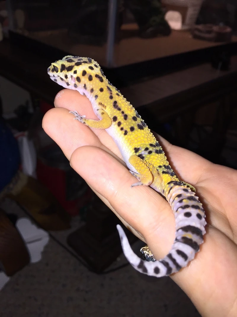 Thú cưng độc đáo thằn lằn da báo thú cưng xinh xắn