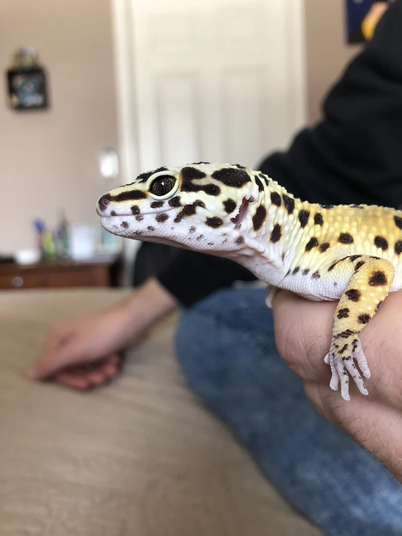 Trang trí không gian với thằn lằn da báo trong nhà sống động