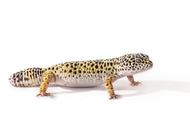 Tạo môi trường tự nhiên cho thằn lằn da báo sinh cảnh