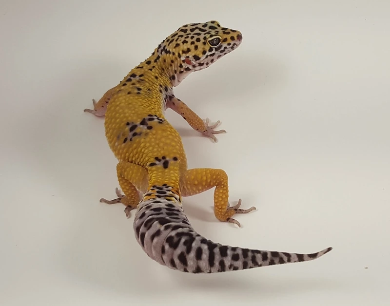 Đặc điểm nổi bật của thằn lằn Leopard Gecko 