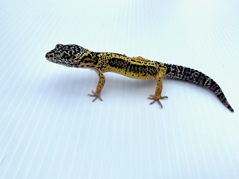 Chiêm ngưỡng thằn lằn Leopard Gecko đẹp rực rỡ