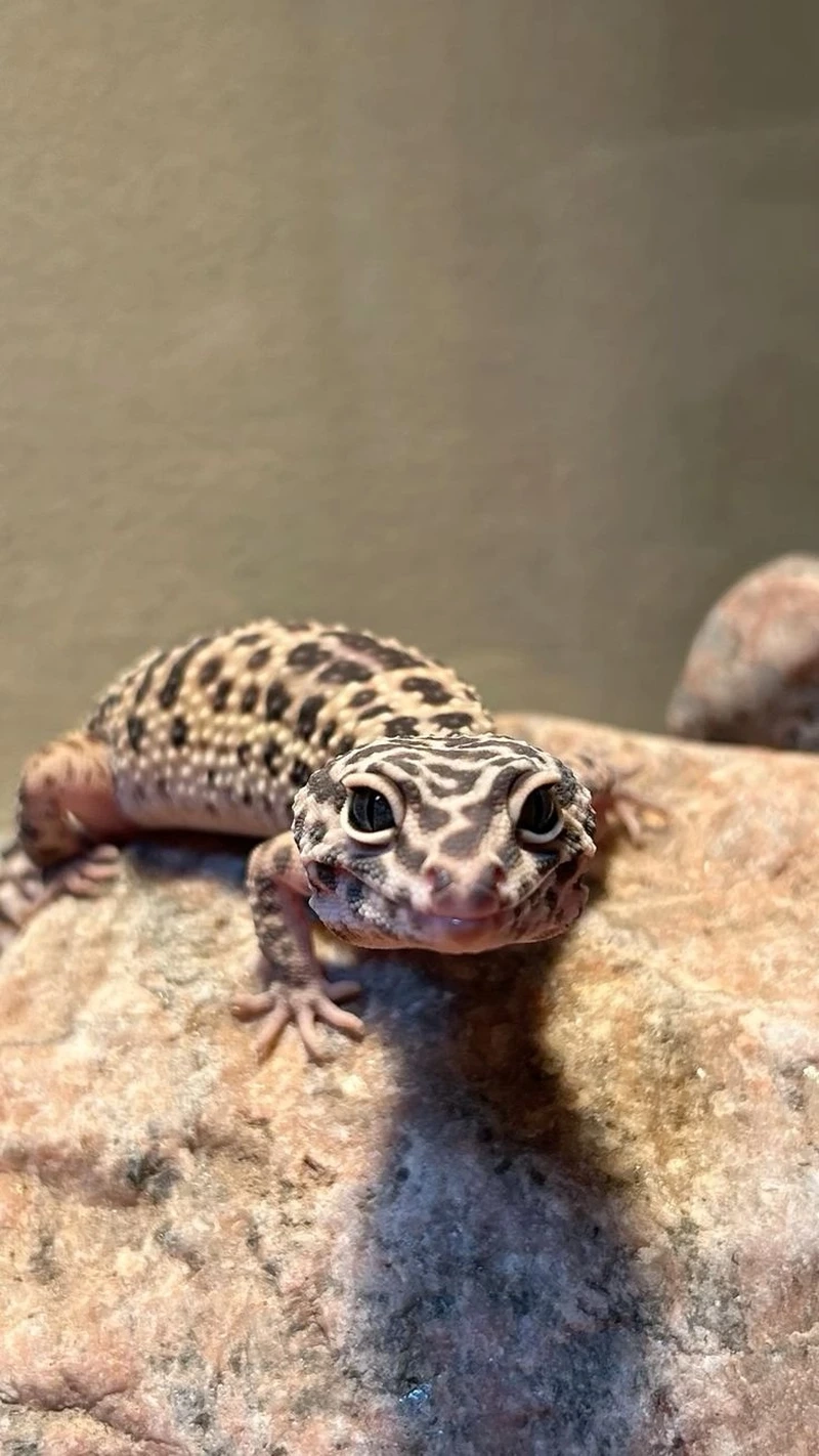 Khám phá thằn lằn Leopard Gecko cảnh đẹp mắt