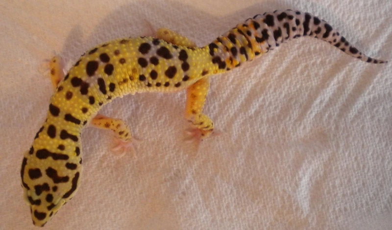 Thú cưng dễ thương thằn lằn Leopard Gecko non xinh xắn