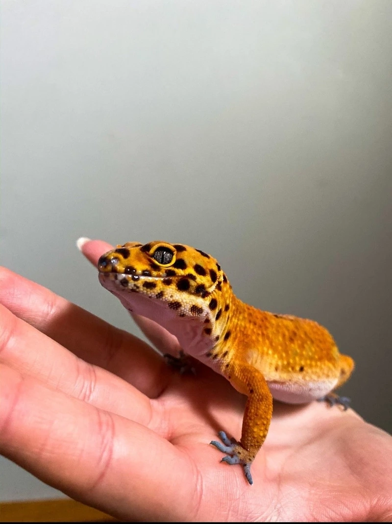 Hướng dẫn thằn lằn Leopard Gecko nuôi cảnh dễ dàng