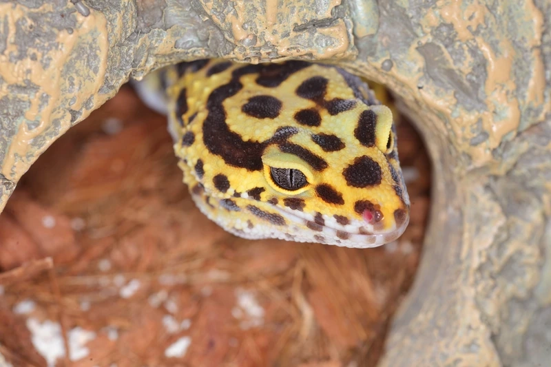 Thế giới thằn lằn Leopard Gecko bò sát đa dạng