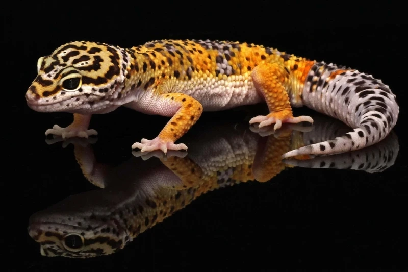 Sở hữu thằn lằn Leopard Gecko albino hiếm gặp