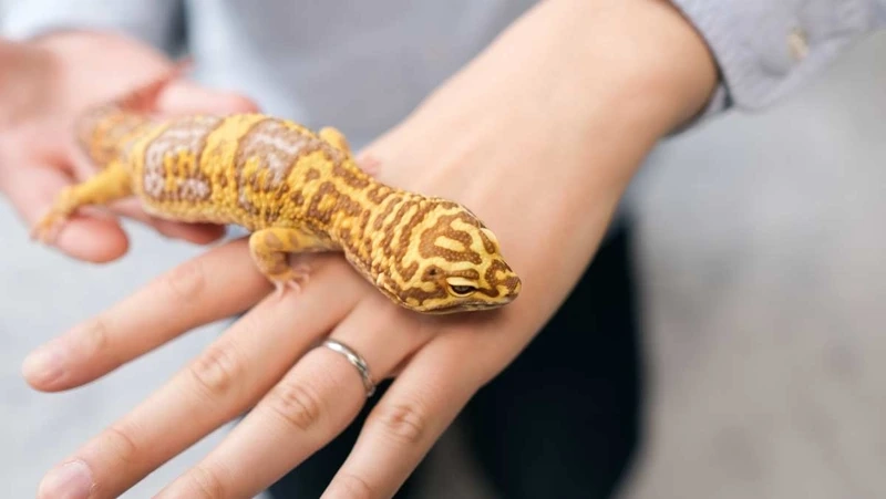 Setup thằn lằn Leopard Gecko trong terrarium chuẩn đẹp