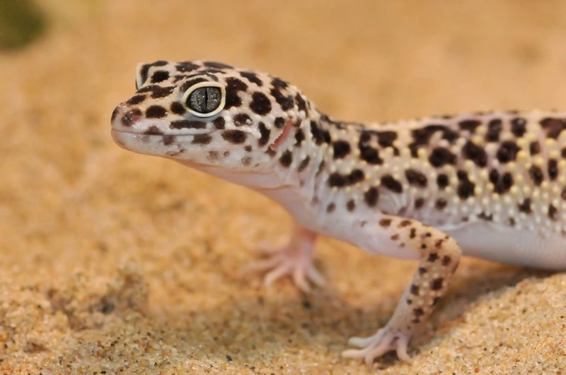 Tận hưởng thằn lằn Leopard Gecko ánh sáng tự nhiên sống động