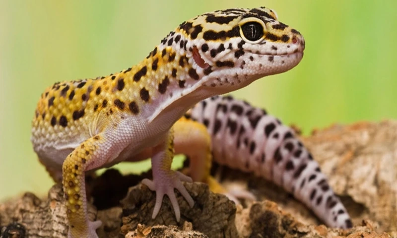 Khám phá thằn lằn Leopard Gecko nền cát tự nhiên và đẹp