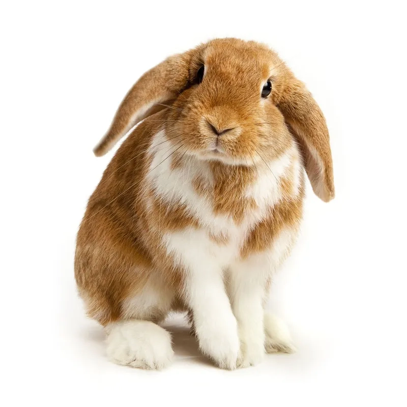 Ngắm giống thỏ tai cụp Holland Lop