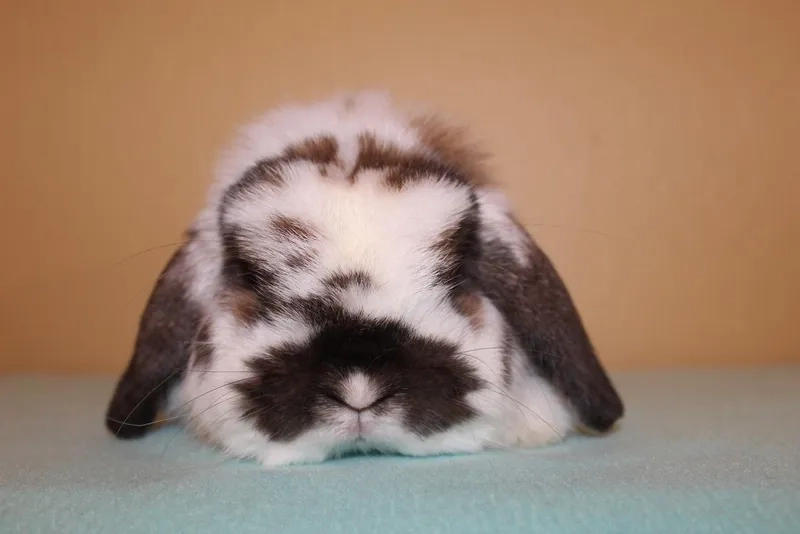 Chú thỏ tai cụp dễ thương trong vườn