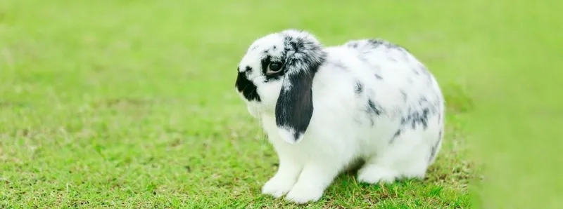 Đặc điểm loài thỏ tai cụp Pháp lớn